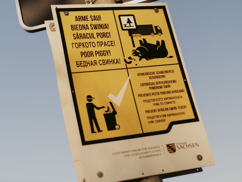 Yellow warning sign with multilingual text and illustrations showing dead pig and person disposing waste in bin