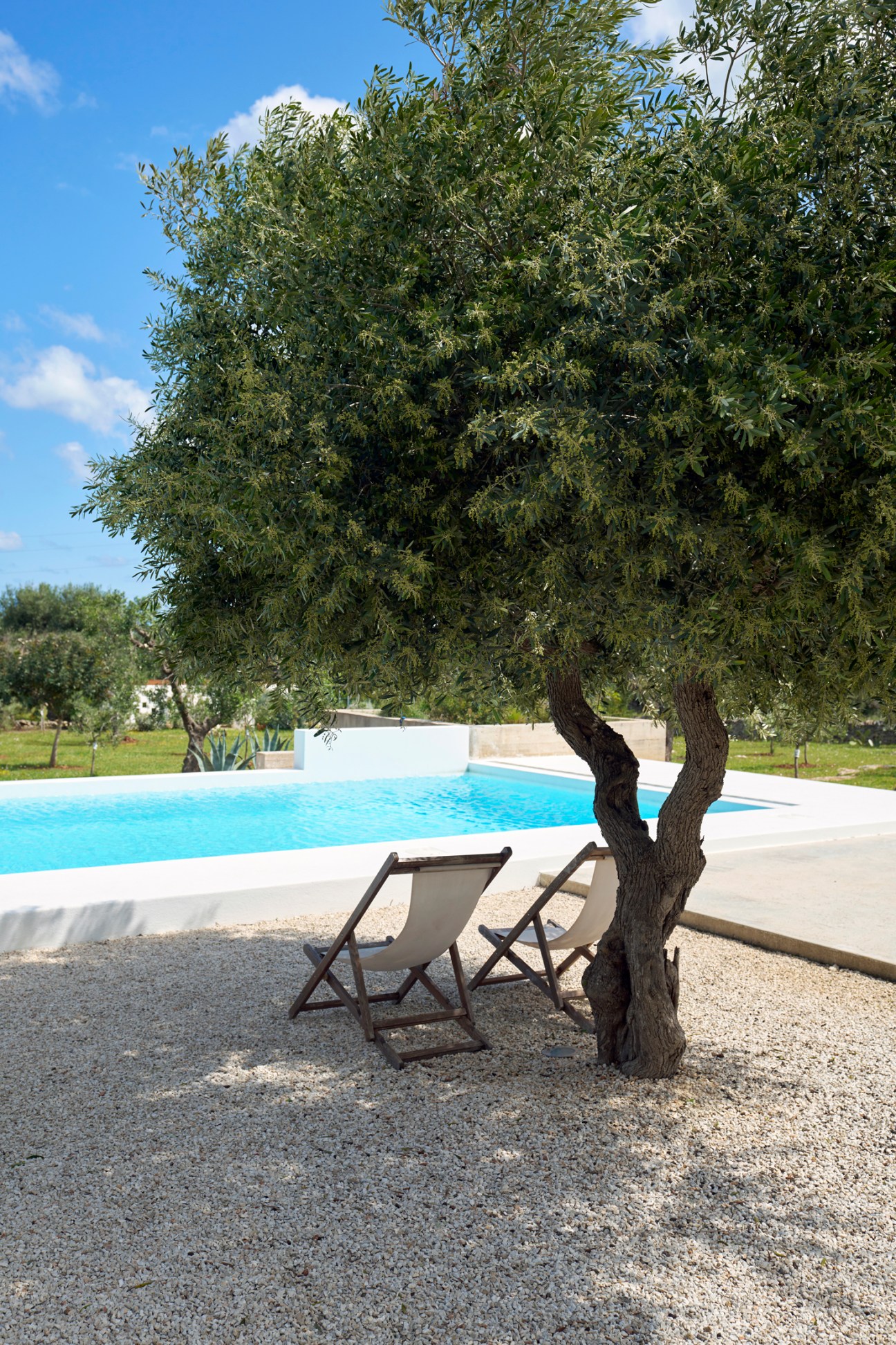 Two white lounge chairs positioned beneath a large olive tree beside a swimming pool