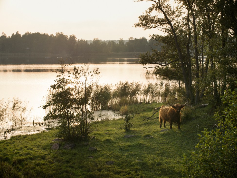 Peaceful coastline with scattered rocks and calm water surrounded by natural vegetation