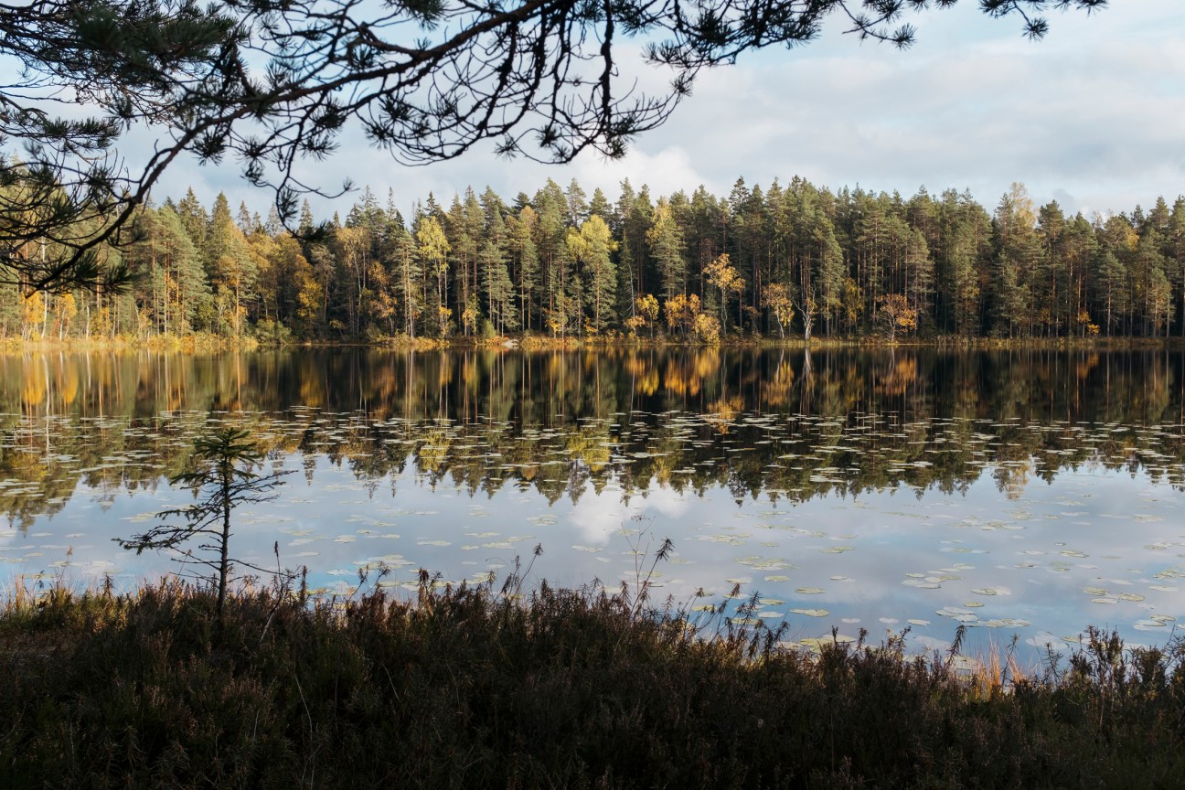 Dense Finnish pine forest with tall straight trees demonstrating the abundance of this timber resource