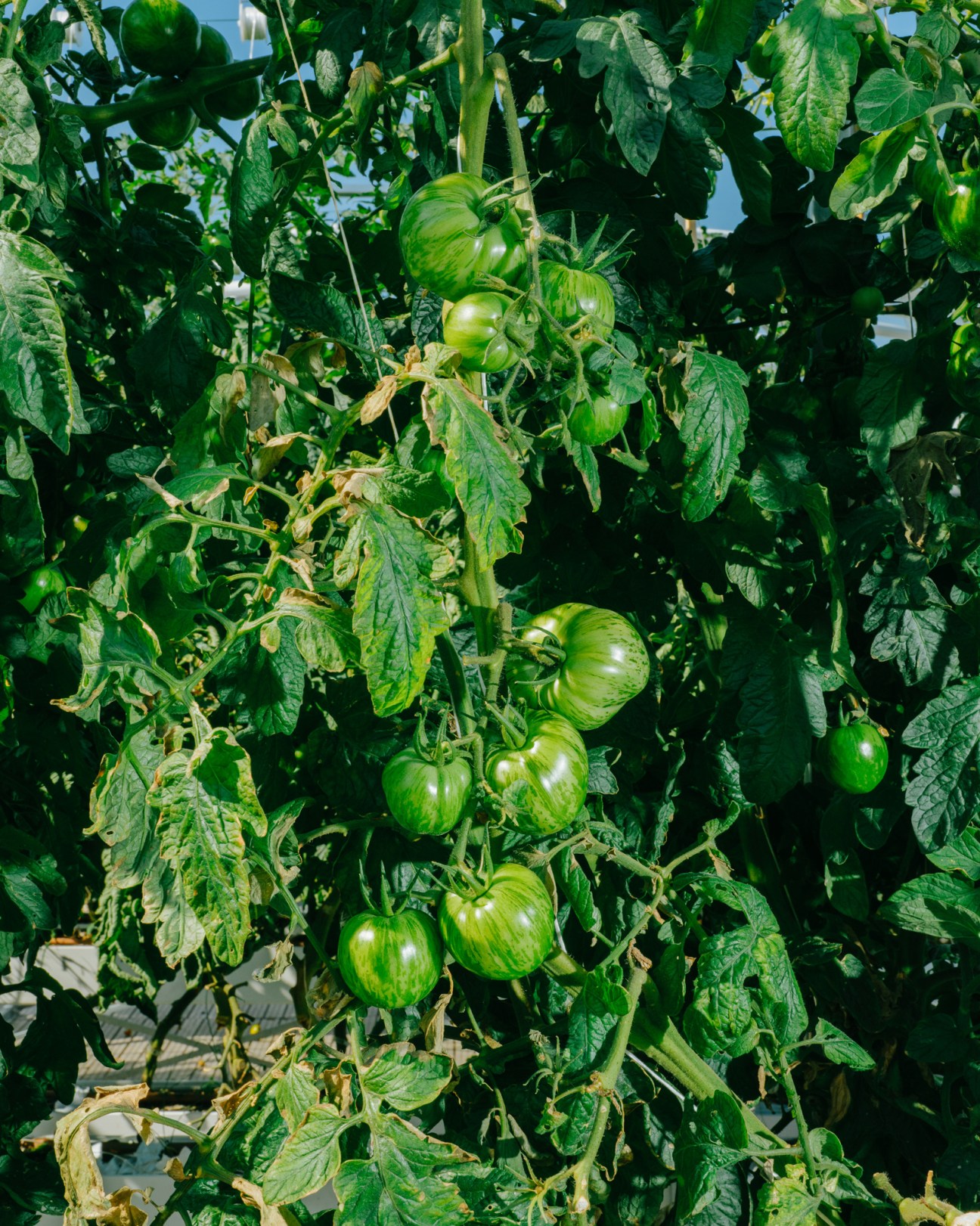 Green striped tomatoes growing on vines surrounded by lush foliage in natural sunlight