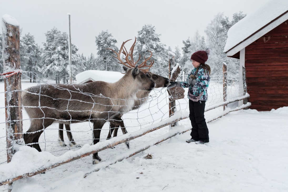Child in winter clothing feeding reindeer through a fence in snowy Finnish Lapland