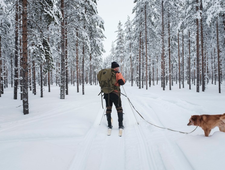Person cross-country skiing through snow-covered forest with dog on leash in Finnish Lapland