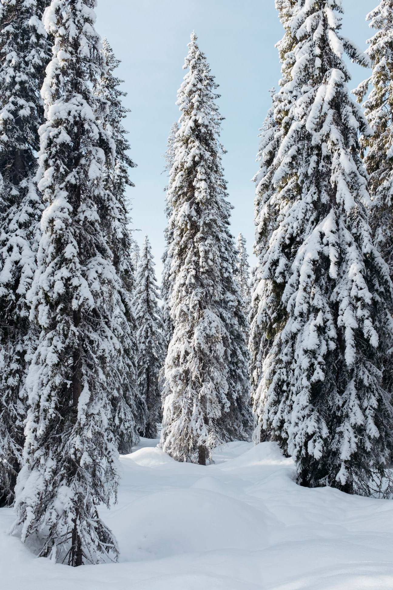 Winter forest scene showing the optimal time for felling pine trees when sap levels are low