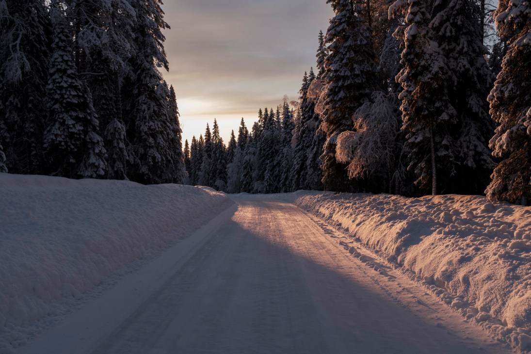Snow-covered forest road in Lapland with towering evergreen trees and golden winter light