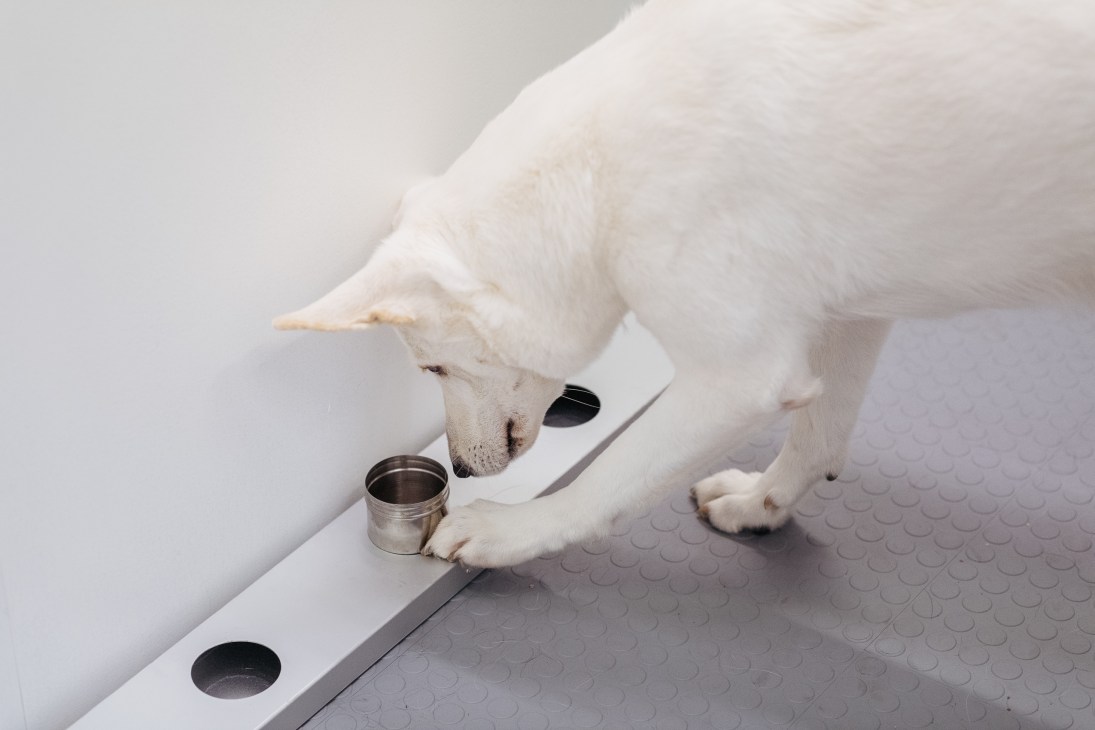 White Swiss shepherd dog ET sniffs tin cans during coronavirus detection training in Finland.