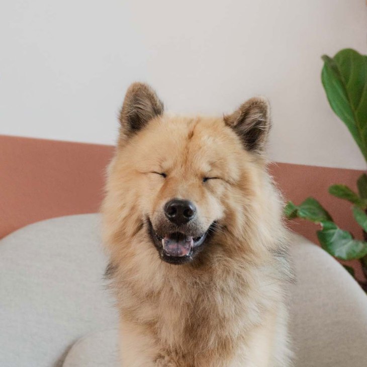 Linus, a two-year-old Eurasier dog from London, sitting attentively with eyes closed and mouth slightly open
