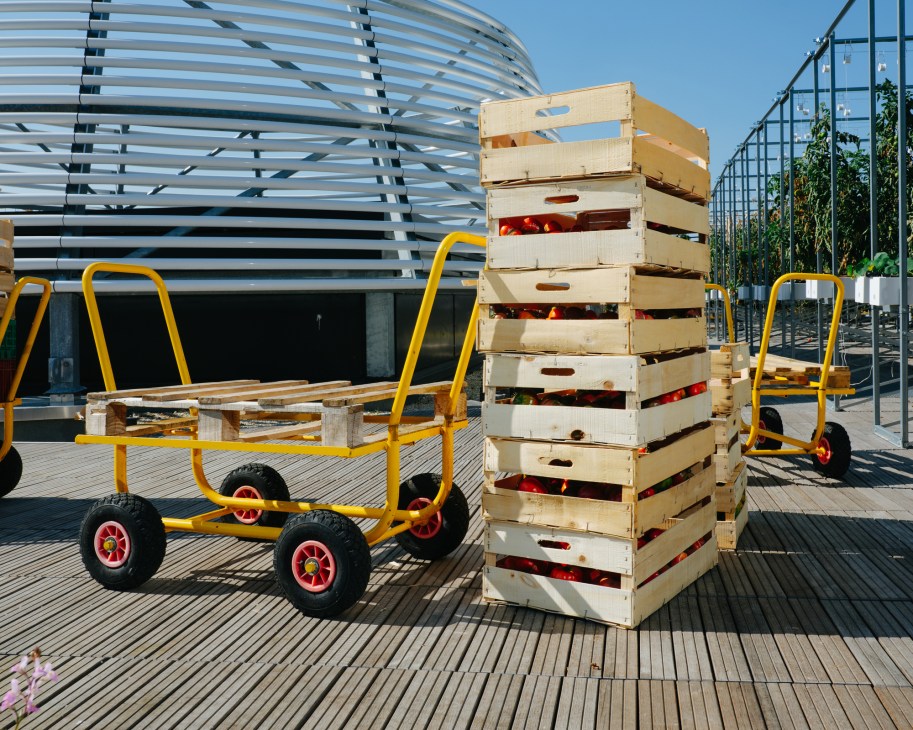 Yellow wheeled carts with wooden crates of harvested tomatoes on wooden decking at urban farm