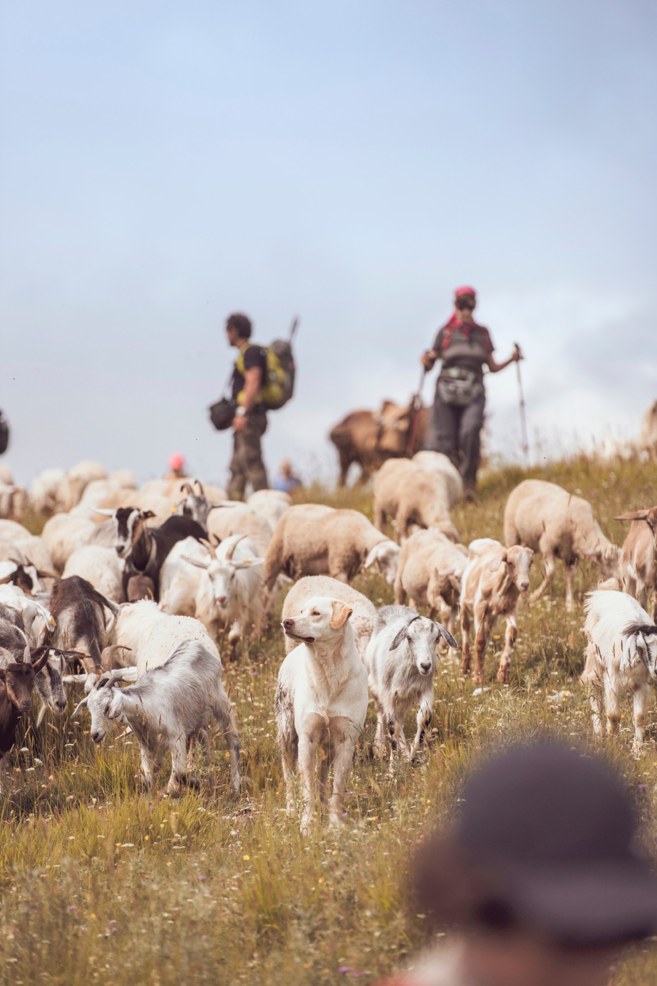 Shepherds guide a herd of white and brown goats and sheep across mountainous grassland during the transumanza migration.