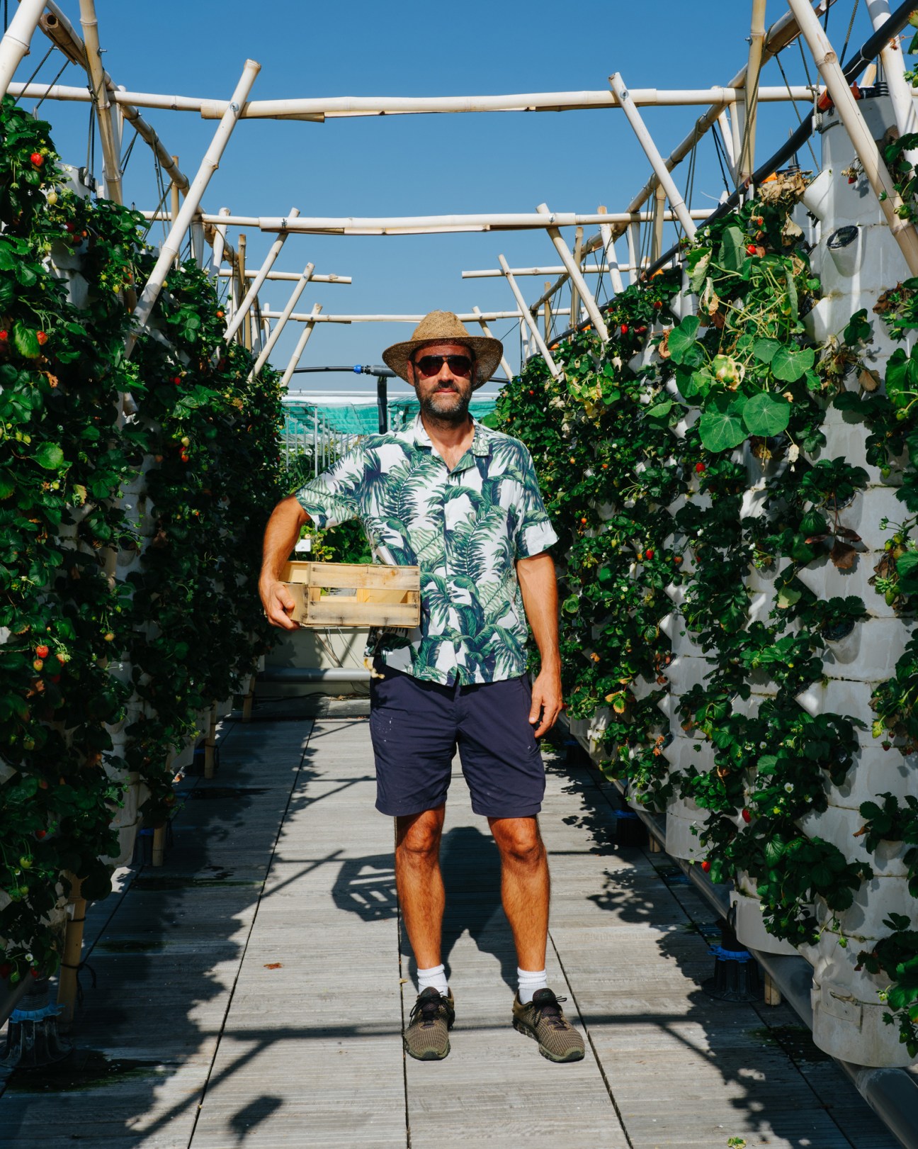 Man in tropical shirt and hat carrying wooden crate through greenhouse tunnel with tomato plants growing on both sides