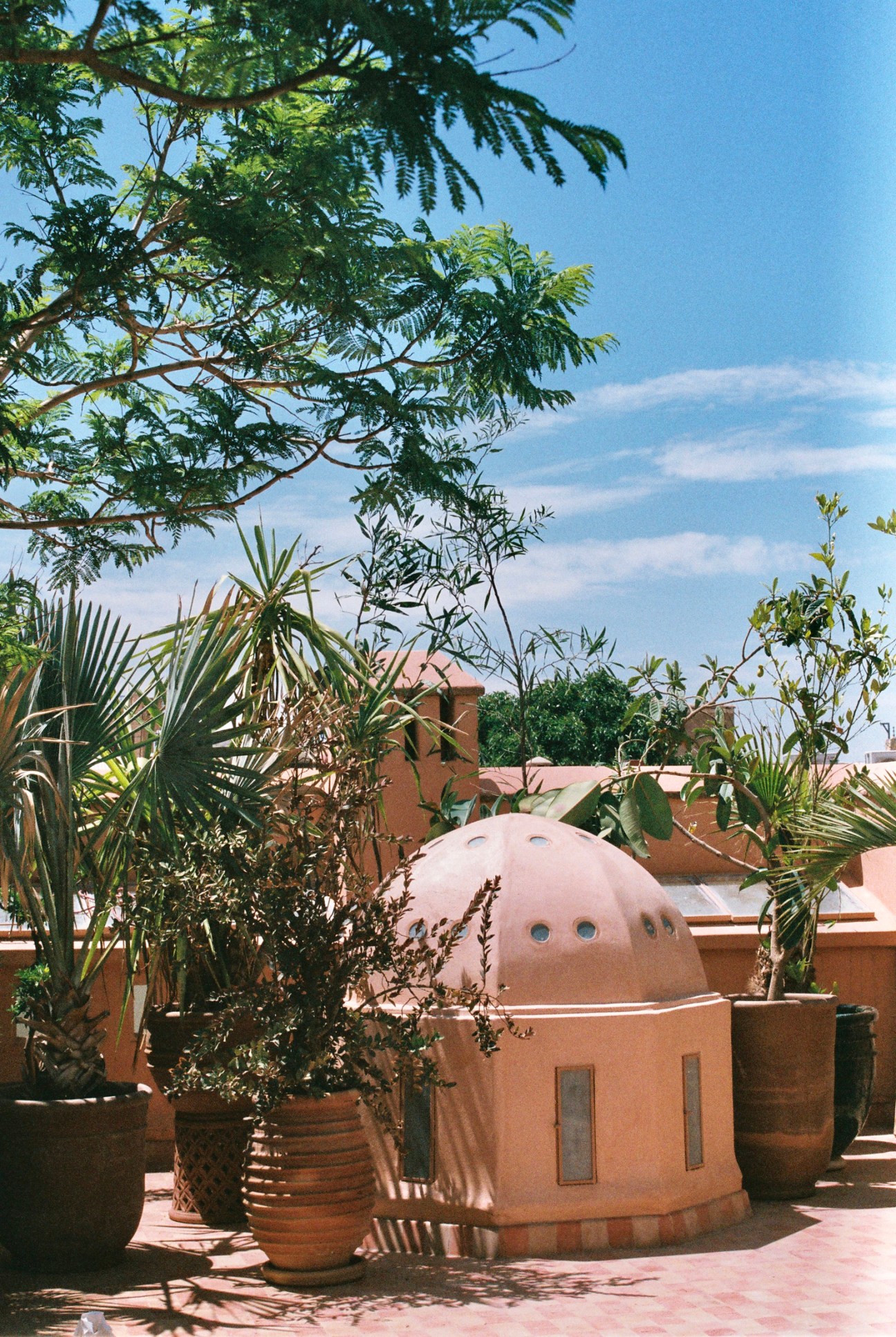 Plant-filled rooftop