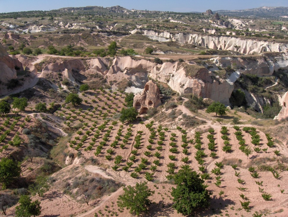 Aerial view of ancient vineyard with rows of grapevines among carved rock formations in Cappadocia