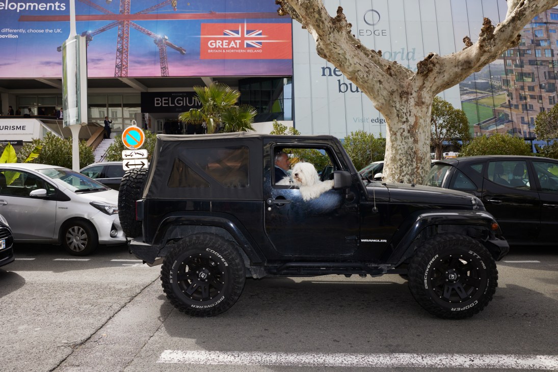 Person with small white dog sitting in black Jeep Wrangler parked on street