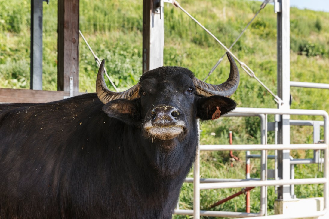 A black water buffalo with curved horns looks directly at the camera from behind metal farm gates