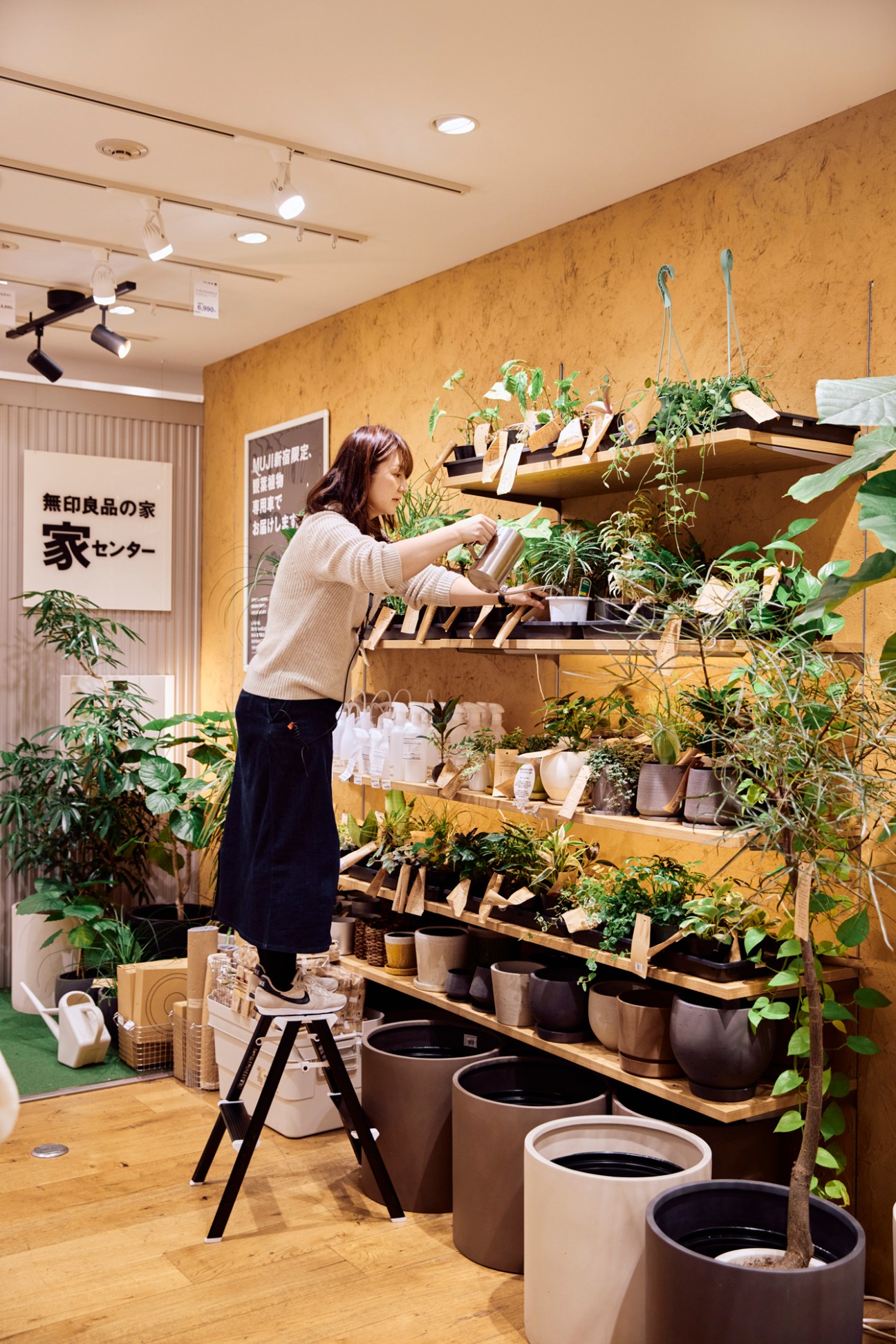Plants displayed on wooden shelves in a retail setting