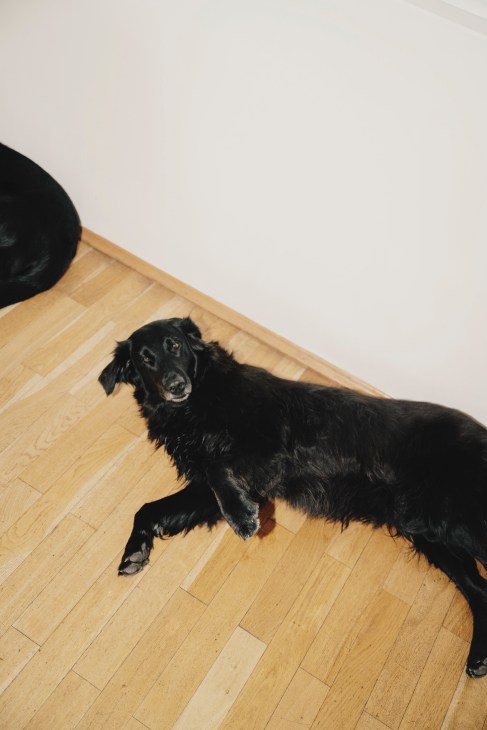 Black dog standing on wooden floor in a bright studio space