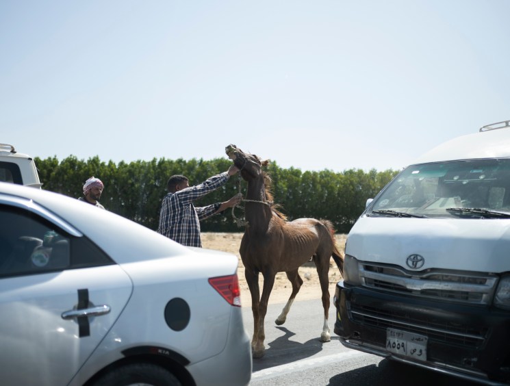 Man and horse next to 2 cars