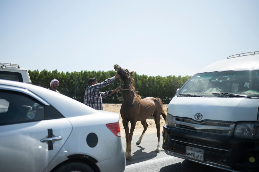 Man and horse next to 2 cars