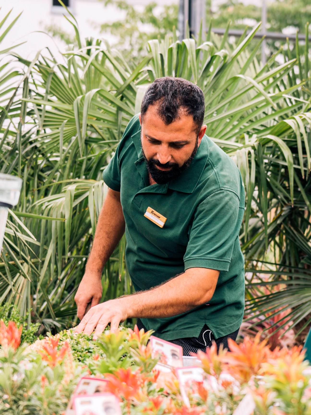 A bearded man in a green polo shirt with a name badge tends to potted plants in a greenhouse surrounded by tall green foliage.