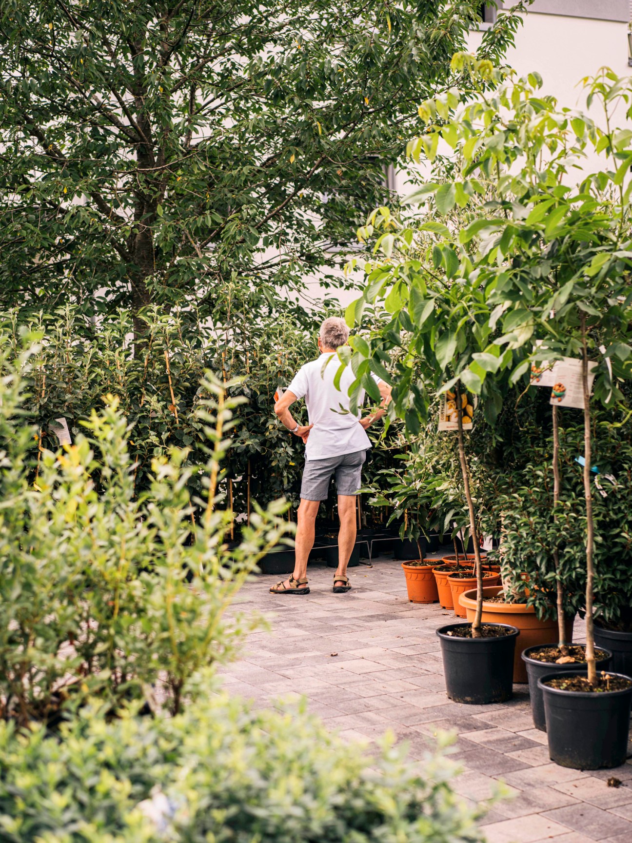 Man in white shirt and gray shorts standing among potted plants in a lush greenhouse at Kremer garden centre in Lennestadt, Germany.