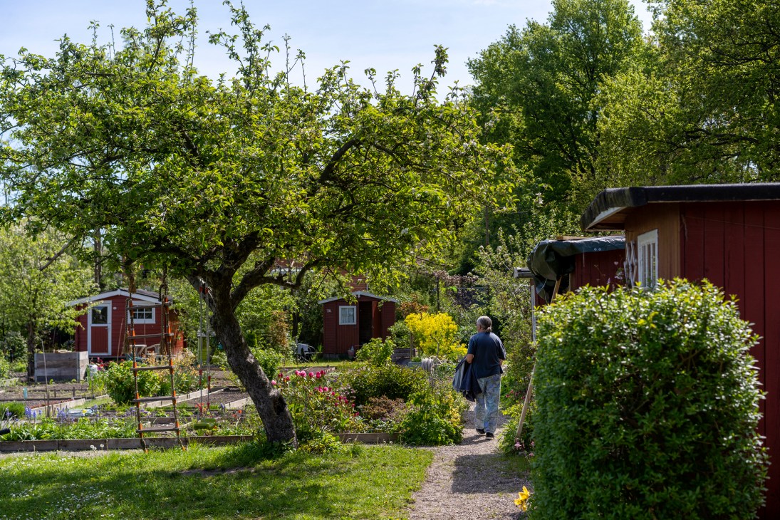 Person walking through Danish allotment garden with red wooden sheds and lush greenery at NF Ellebakken