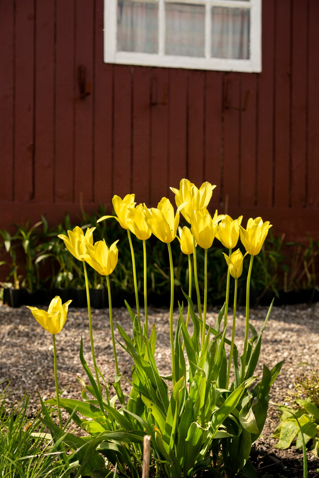 Yellow tulips blooming in a garden bed at NF Ellebakken allotment