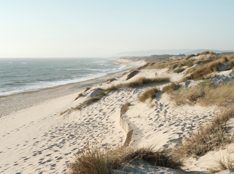Sand dunes with wooden fence posts and grass leading to a beach and ocean under clear sky
