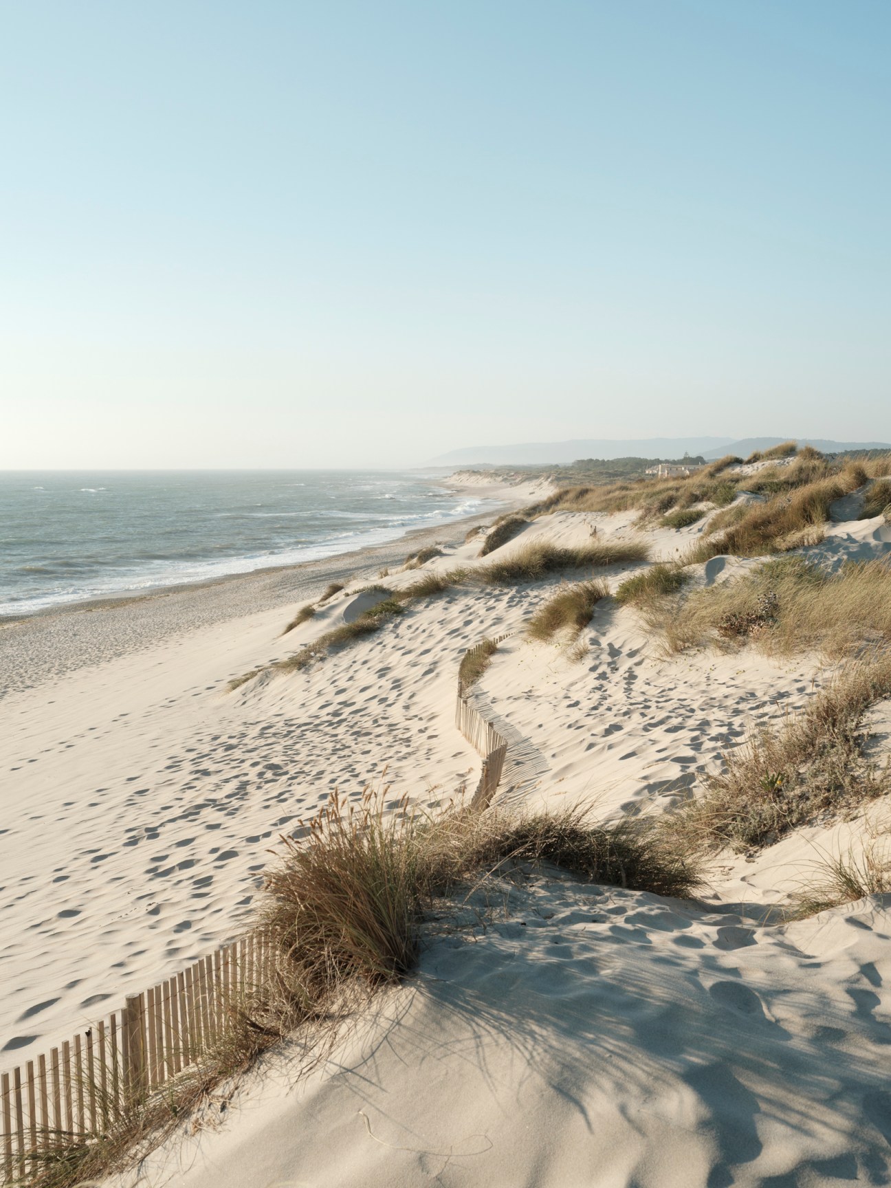 Sand dunes with wooden fence posts and grass leading to a beach and ocean under clear sky