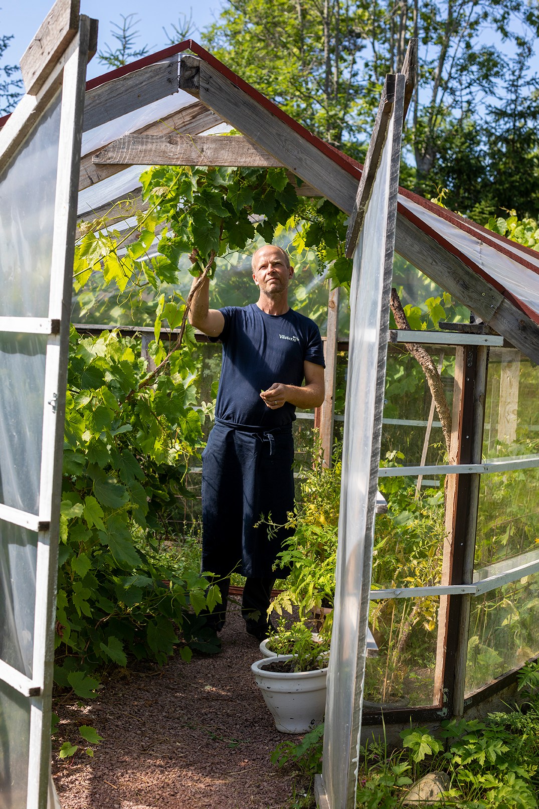 Man tending to grapevines inside a glass greenhouse structure with wooden frame