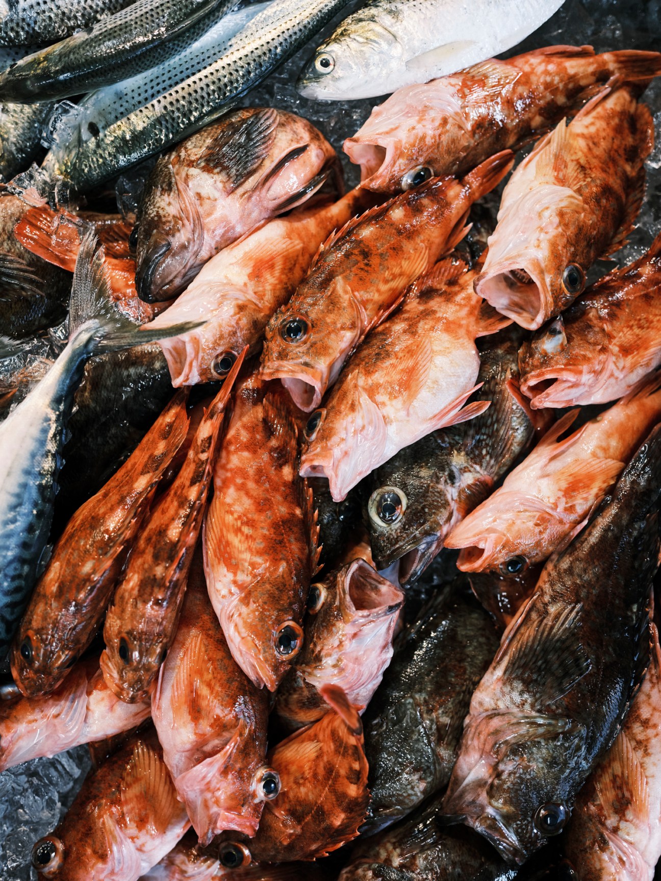 Fresh fish and seafood display showing various whole fish with eyes visible arranged together
