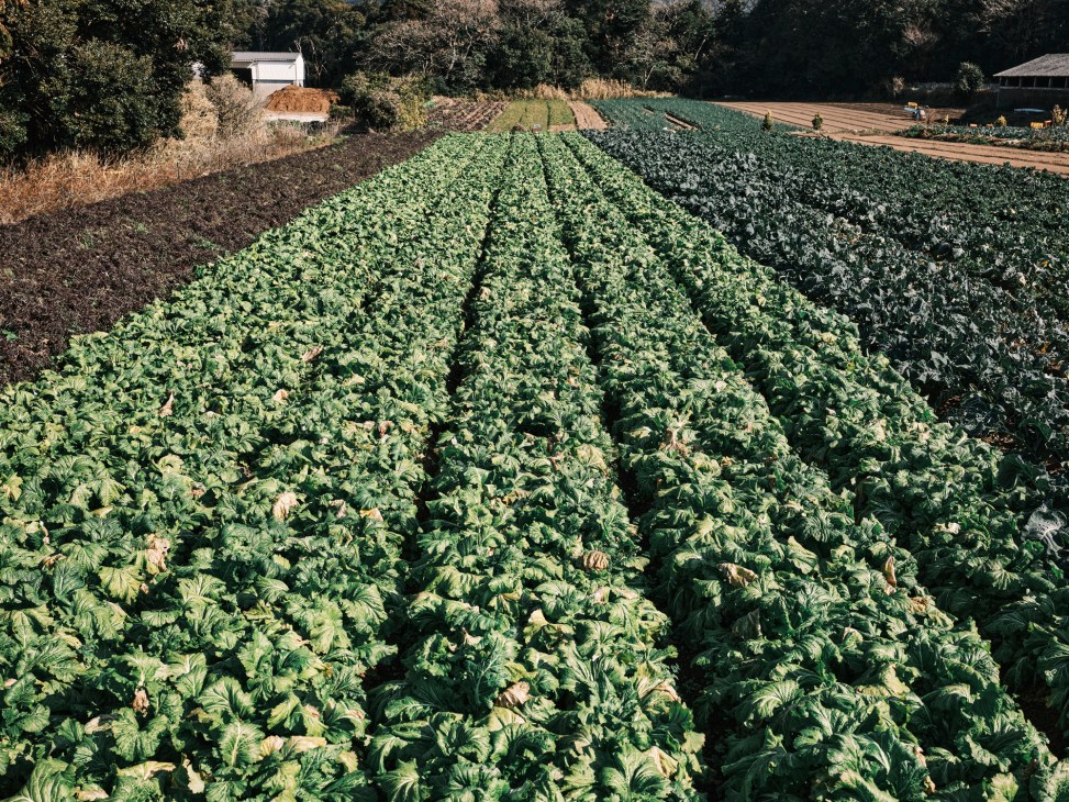 Aerial view of Masatoshi Iwasaki's organic farm with rows of diverse vegetables and crops
