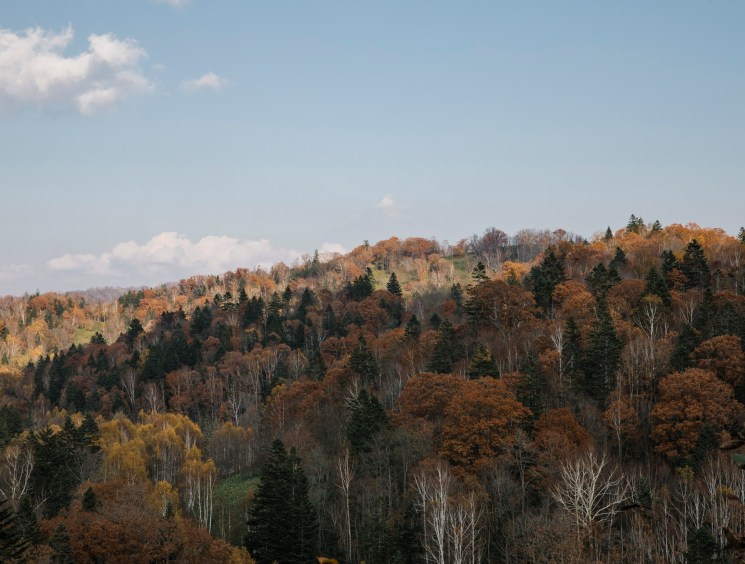 Rolling forested hills in full autumn colour under a pale blue sky.