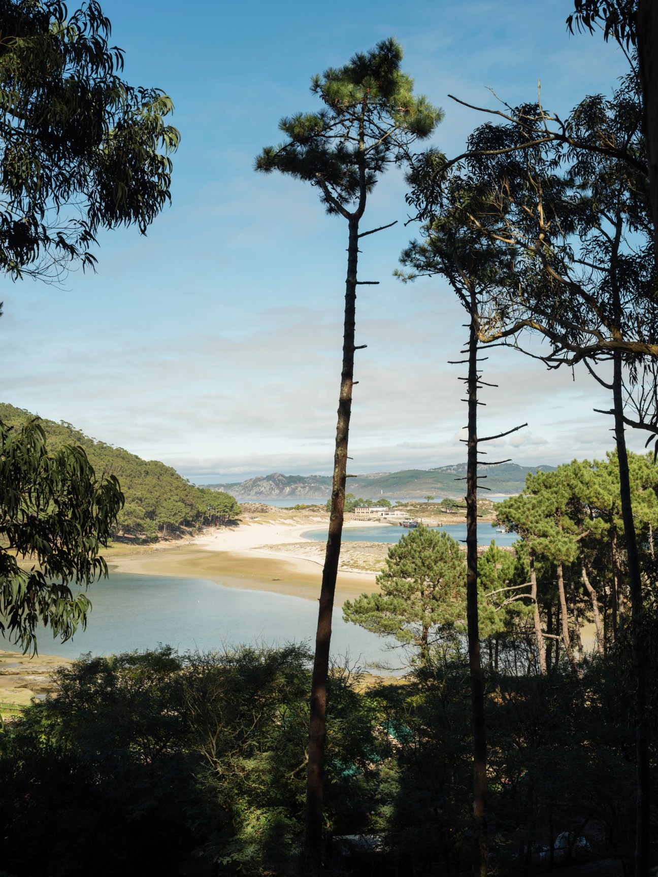 Islas Cíes beach with golden sand framed by tall pine trees on the Galician coast.