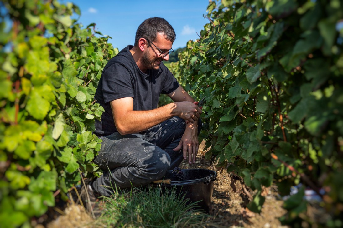 Man harvesting grapes into black bucket in vineyard rows