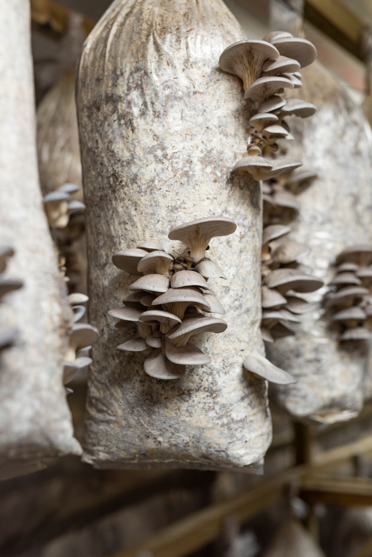 Oyster mushrooms growing from coffee grounds on vertical farming structures in shipping containers