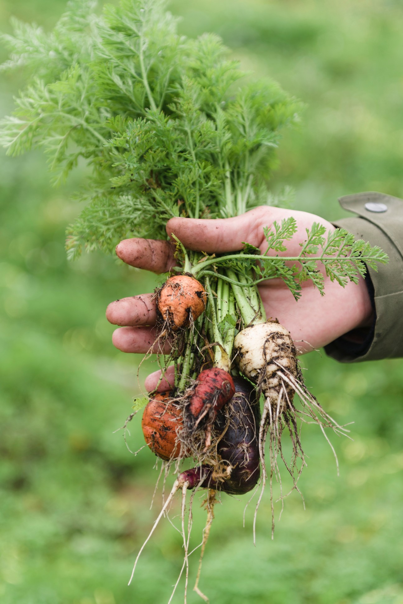 Person holding freshly harvested vegetables with roots and soil still attached