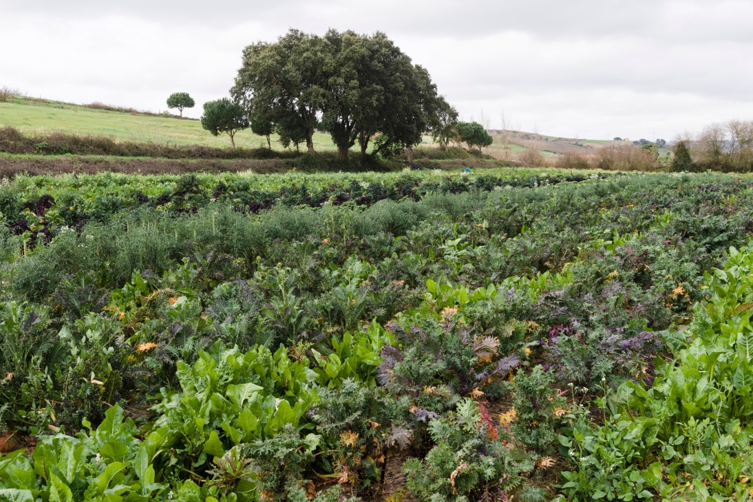 Organized rows of diverse vegetables growing in garden beds at Hortelão do Oeste