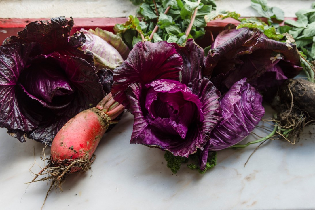Fresh harvest of colorful vegetables from Hortelão do Oeste farm including purple cabbage and red radish