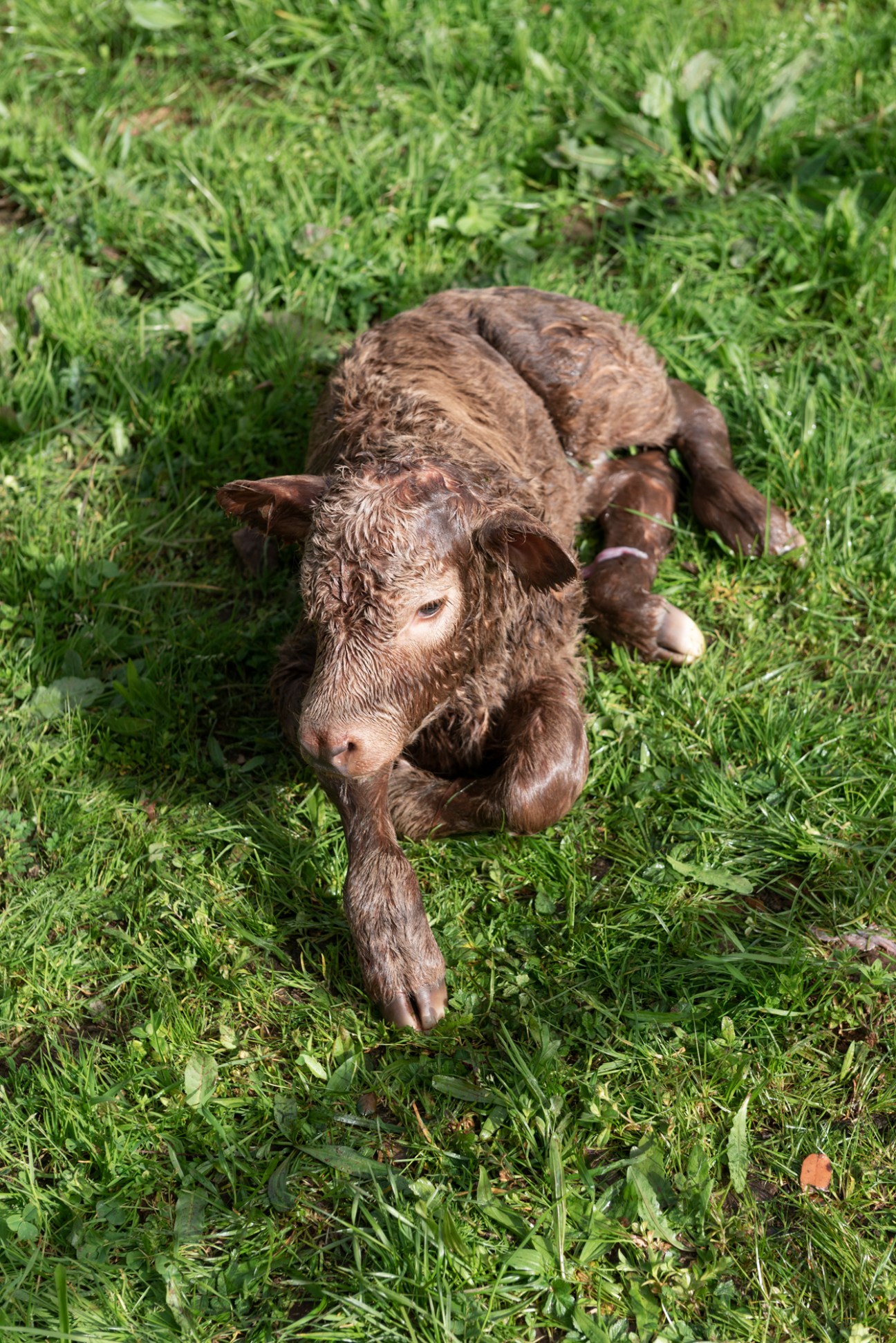 Newborn calf lying in grass at Porcus Natura farm in Portugal