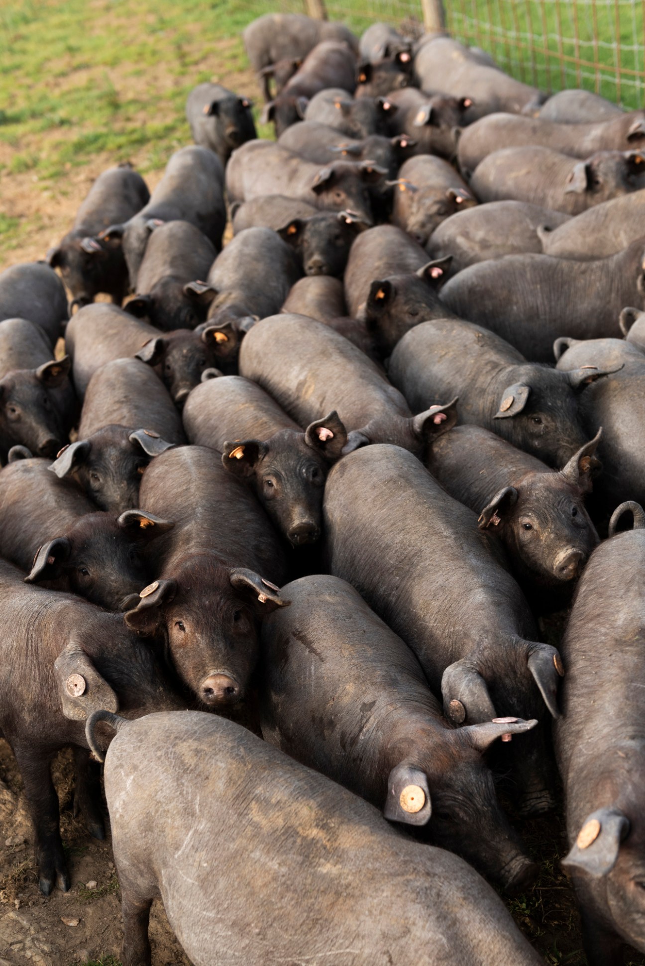 Large herd of dark-colored Alentejo pigs clustered together at Porcus Natura farm in Portugal