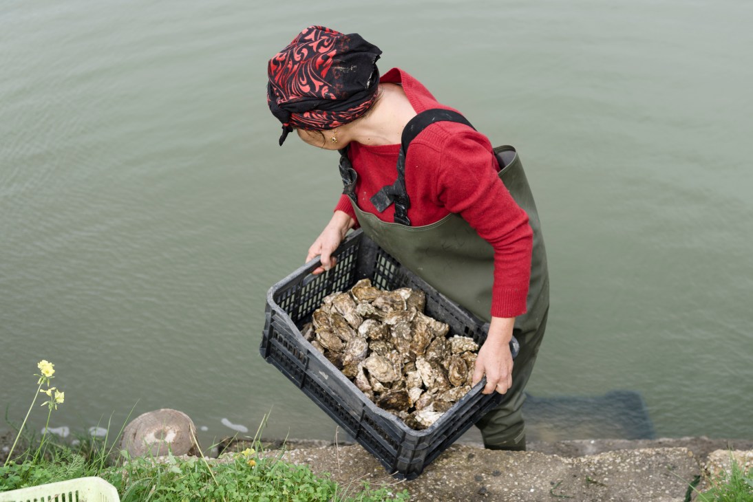 Célia Rodrigues handling a crate of fresh oysters while wearing waders at her oyster farm