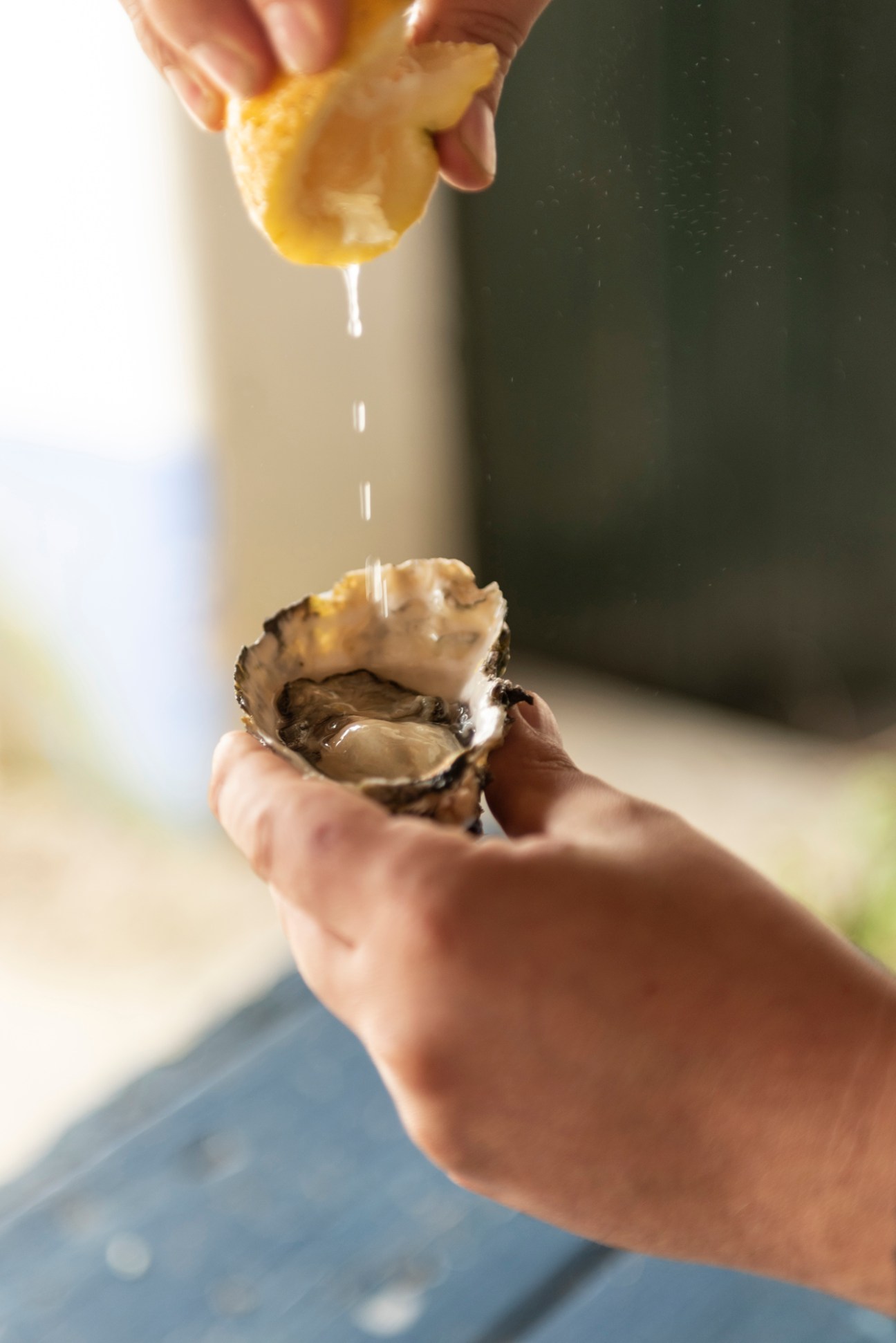 Fresh oyster being prepared with lemon juice at Portuguese oyster farm