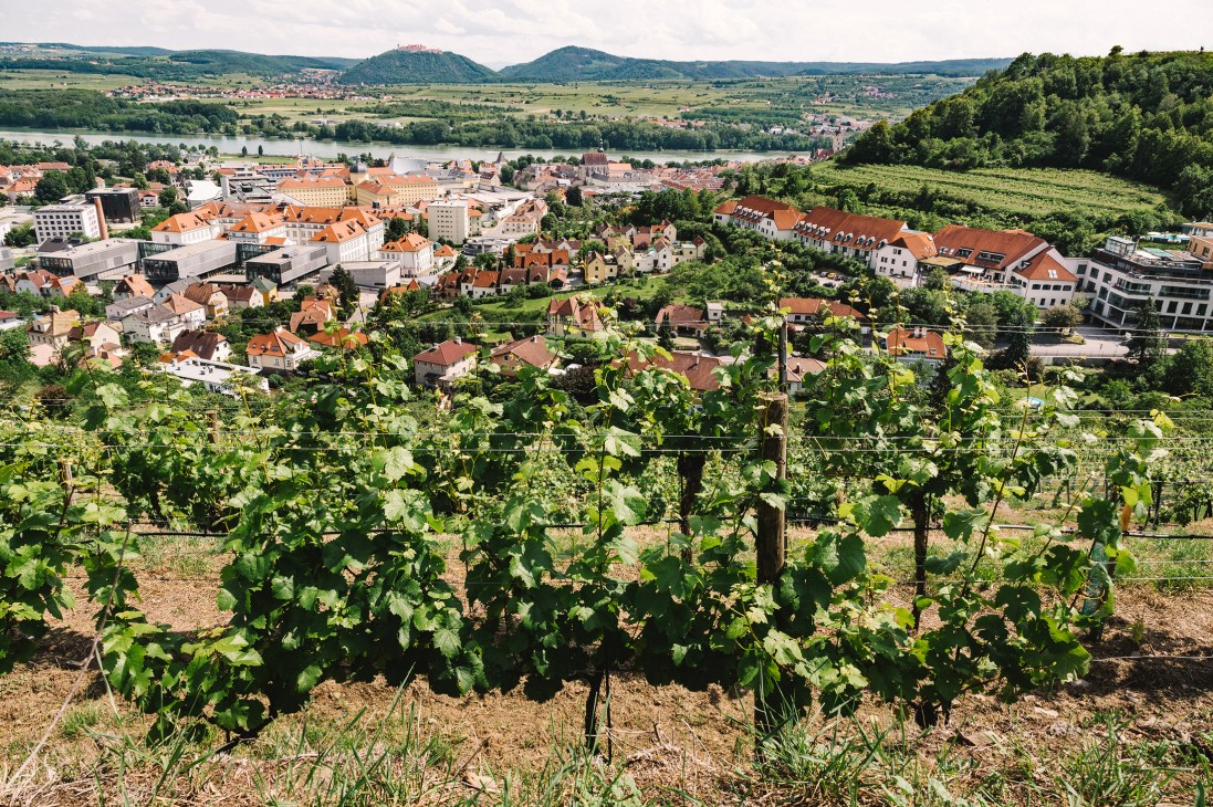 Vineyard rows in foreground overlooking the town of Krems with red-roofed buildings and distant hills