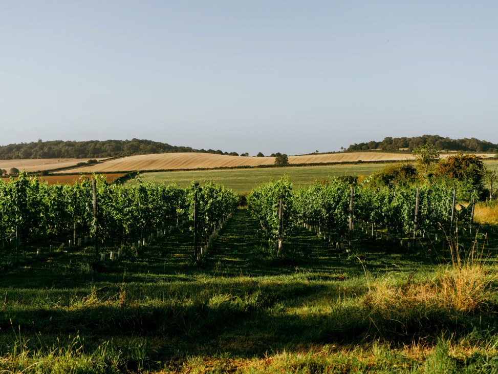 Vineyard rows at Offbeat Wine with rolling hills in background