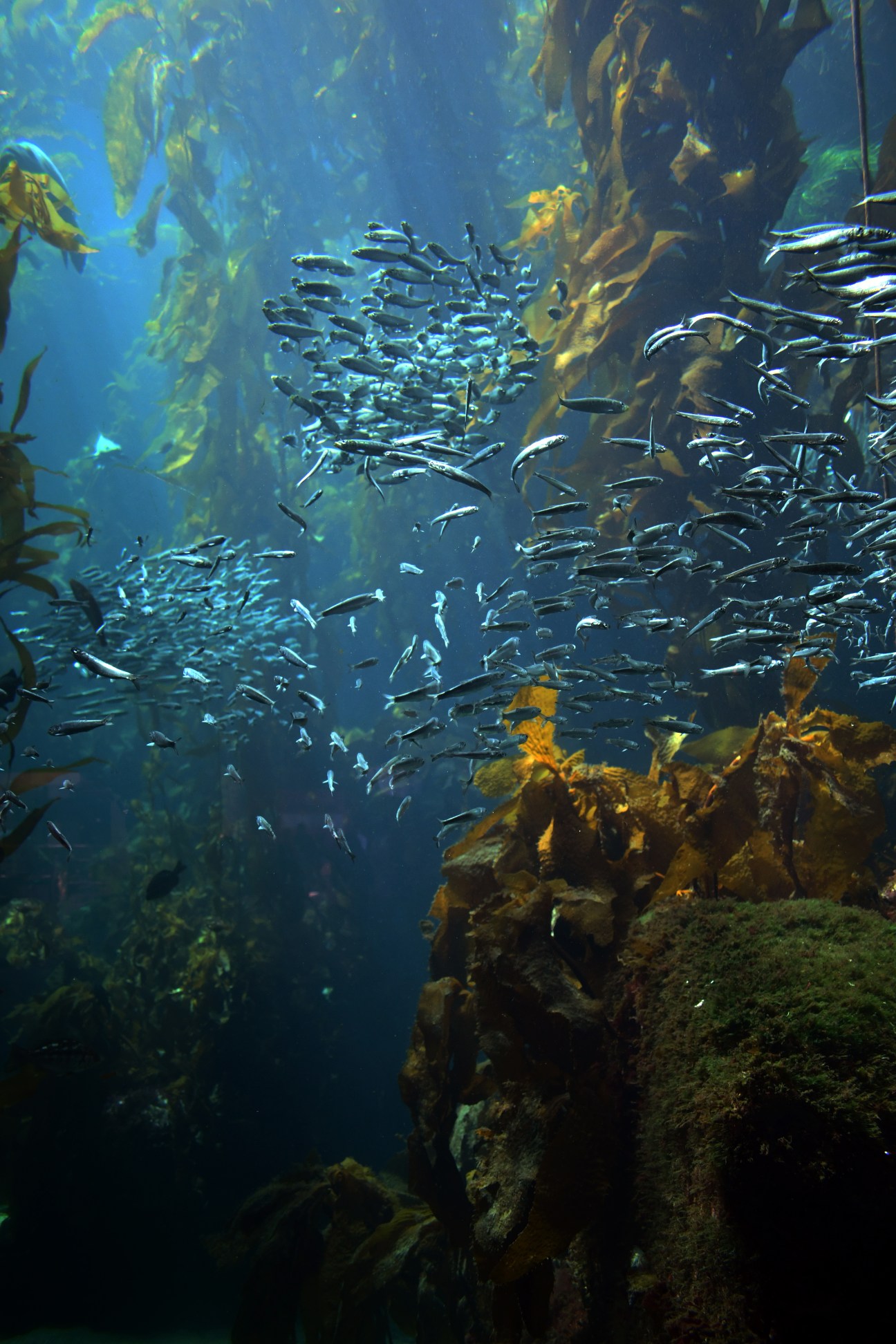 Underwater kelp forest with school of small fish swimming among brown seaweed fronds
