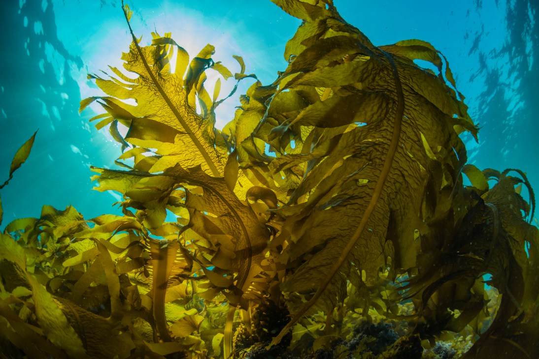 Person harvesting kelp from ocean waters, reaching into dark blue water to collect seaweed