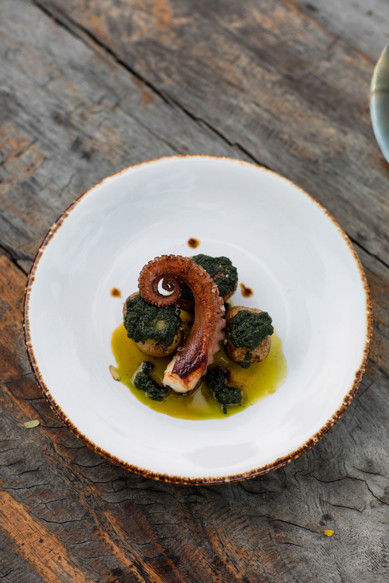 Grilled octopus tentacle with herbs and olive oil on white ceramic plate