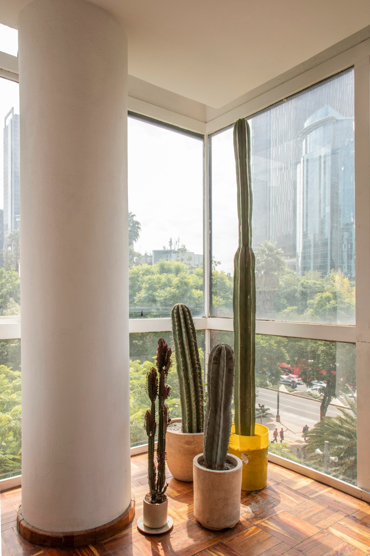 Several tall cacti in pots arranged by floor-to-ceiling windows overlooking a tree-lined city street
