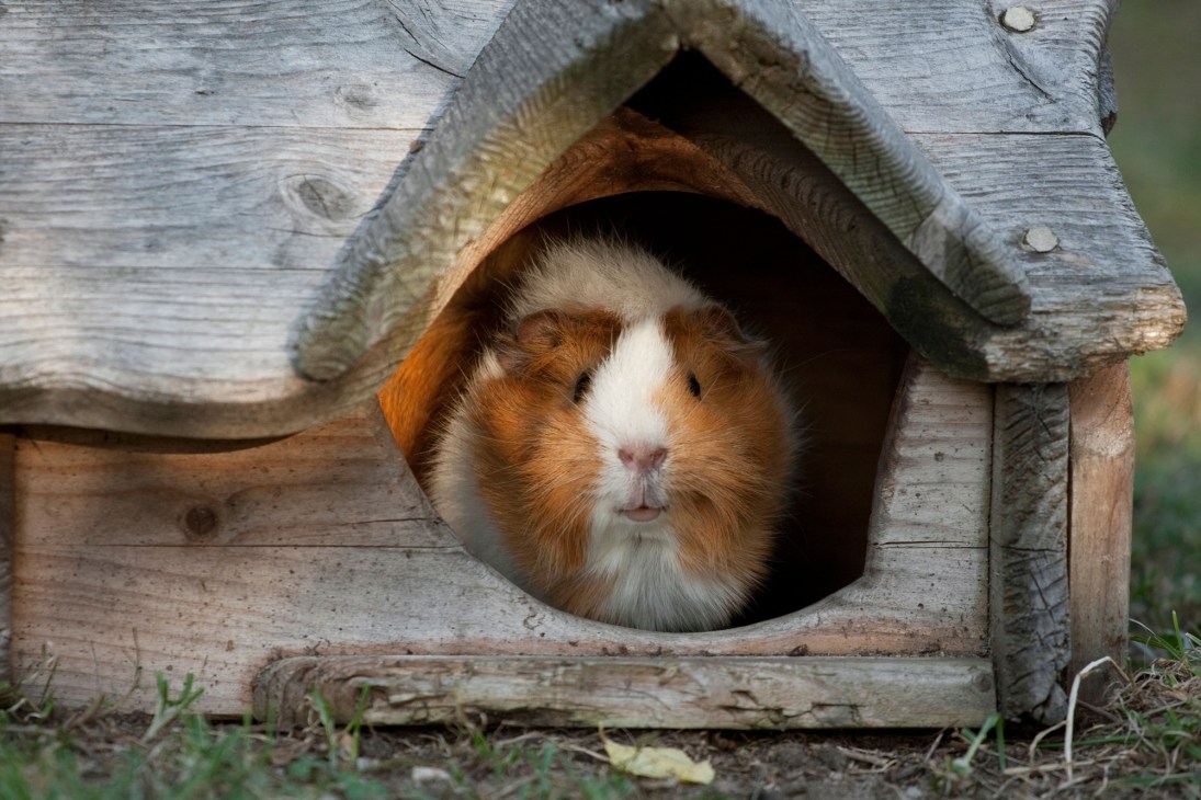 Brown and white guinea pig peeking out from a wooden shelter.