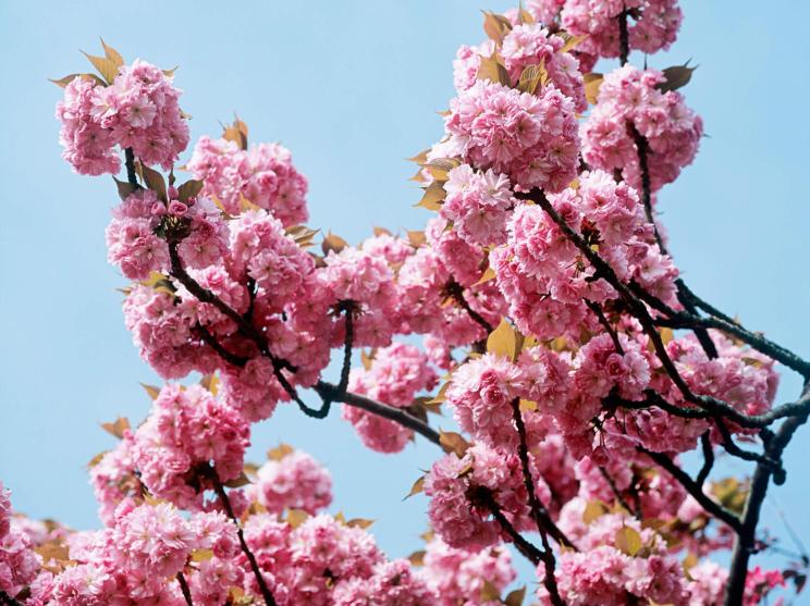 Blooming marvellous